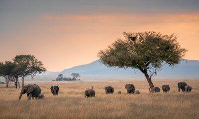 L'un des sanctuaires fauniques les plus célèbres du monde est un parc national spectaculaire de la Tanzanie