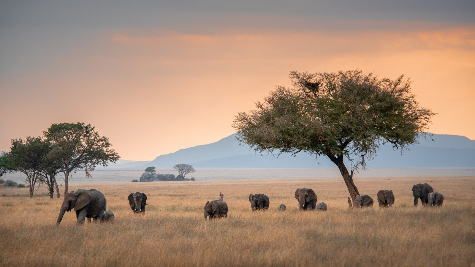 L'un des sanctuaires fauniques les plus célèbres du monde est un parc national spectaculaire de la Tanzanie