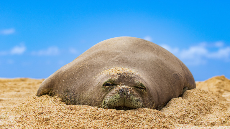 Gros plan du sceau de moine en voie de disparition sur la plage hawaïenne