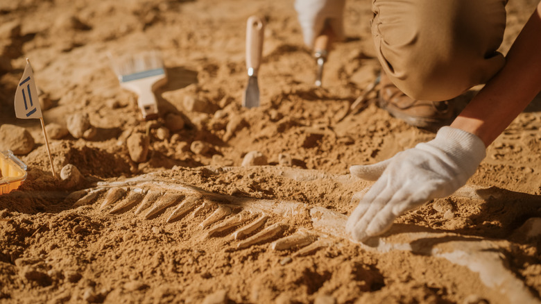 Creuser des fossiles au Montana Dinosaur Center