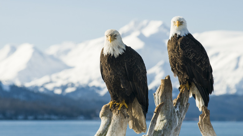 Deux pygargues à tête blanche perchés à Homer, en Alaska,