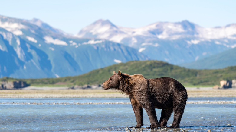 Un Brownbear se dresse dans un ruisseau peu profond dans le parc national de Katmai, en Alaska,