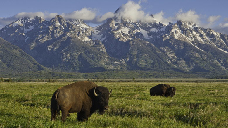 Bison et montagnes au parc national de Grand Teton