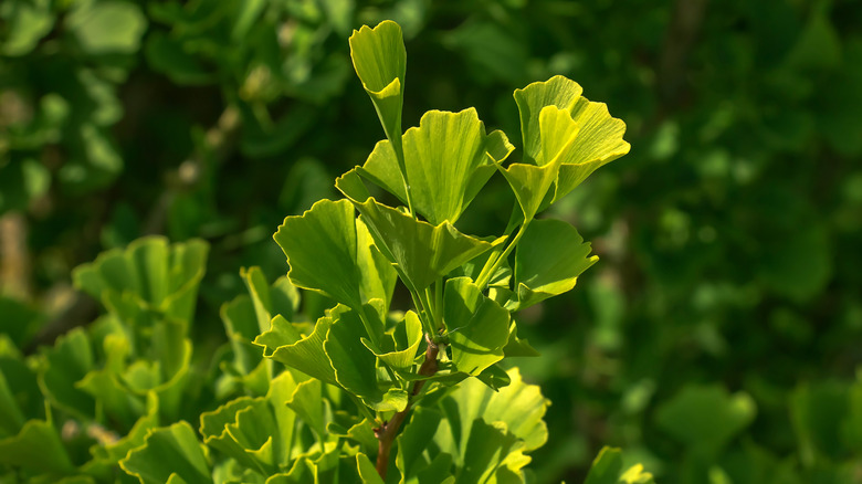 Une photographie rapprochée d'une branche de ginkgo avec des feuilles vertes en forme de ventilateur