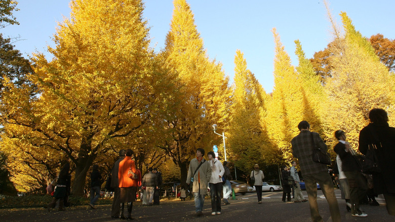 Les gens marchant dans un parc sous des arbres à feuilles jaunes