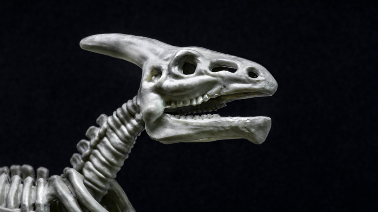 Un modèle 3D d'un crâne de dinosaure Saurolophus sur fond noir