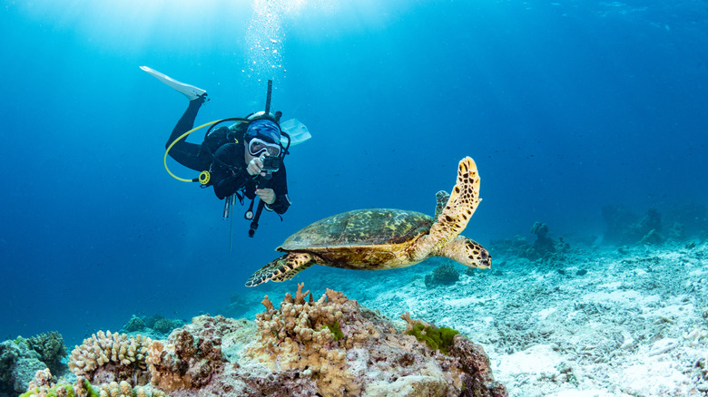 Un plongeur de immeubles féminins prend une photo sous-marine d'une tortue de mer