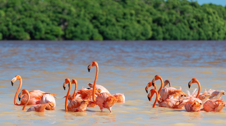 Flamingos dans les eaux de la péninsule du Yucatan