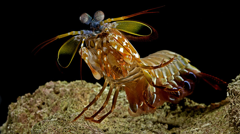 crevettes de mante plus basse avec des griffes rasées