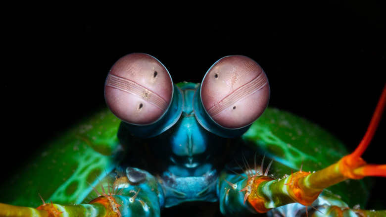 Les yeux de crevettes mante dans l'obscurité