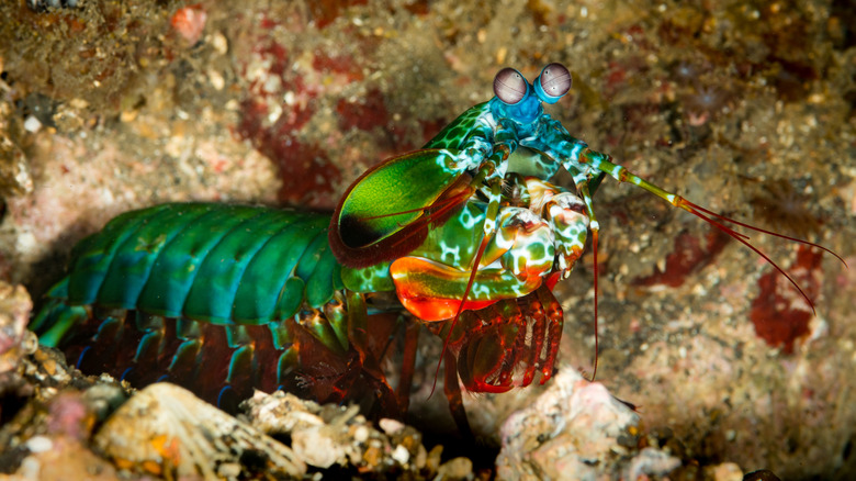 Crevettes de paon de couleur vive perchée dans les rochers