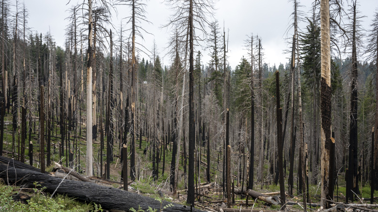 Une forêt d'arbres morts dus à des incendies de forêt.