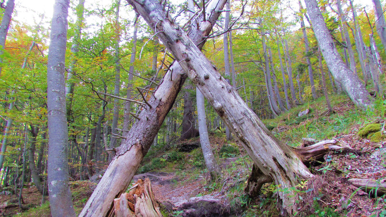 Une paire d'arbres partiellement tombés.