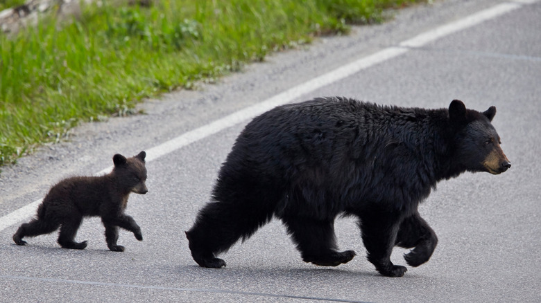 Bears traversant la route Yellowstone