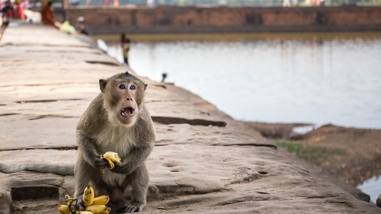 Un macaque mange une banane près d'une voie navigable Angkor Wat