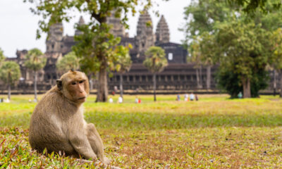 Pourquoi les singes sauvages d'Angkor Wat provoquent un chaos dangereux pour les touristes