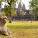 Pourquoi les singes sauvages d'Angkor Wat provoquent un chaos dangereux pour les touristes