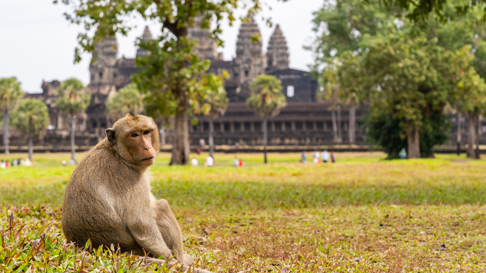 Pourquoi les singes sauvages d'Angkor Wat provoquent un chaos dangereux pour les touristes