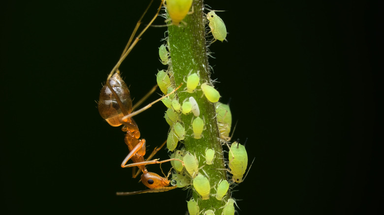 Une fourmi se nourrit de miellat à partir de dizaines de petits pucerons verts sur une tige végétale