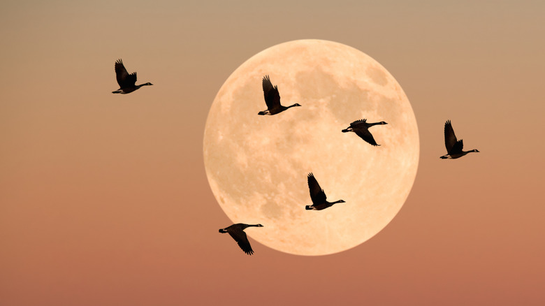 Silhouette des oiseaux volants contre la lune