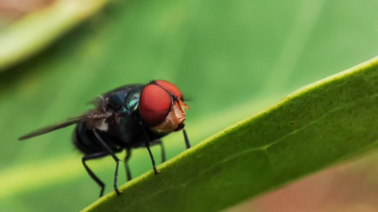 La mouche orientale des latrines se trouve sur une feuille en gros plan