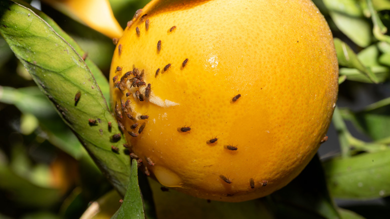 Les mouches des fruits se rassemblent sur le dessous d'un citron