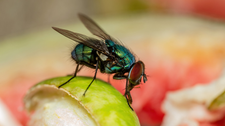 Une mouche de maison est vue en gros plan