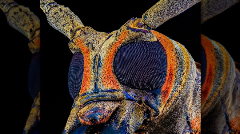 Une tête de mouche est montrée en détail au microscope