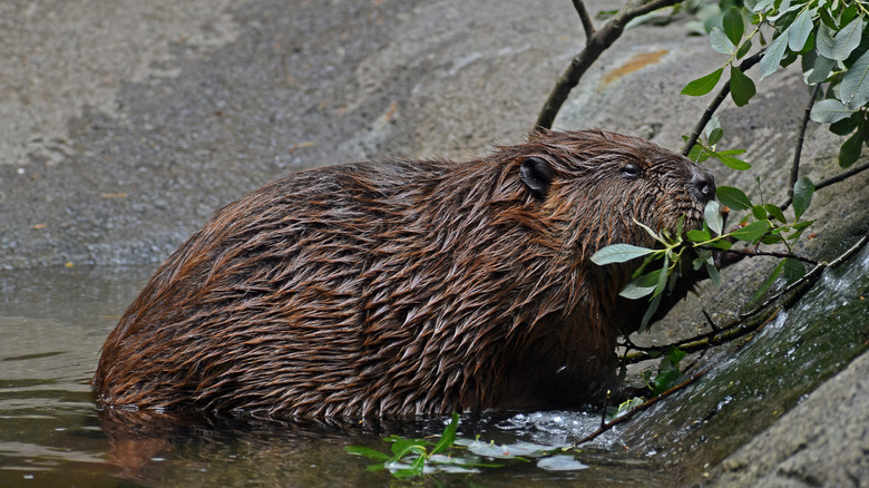 Castor dans l'eau en Oregon