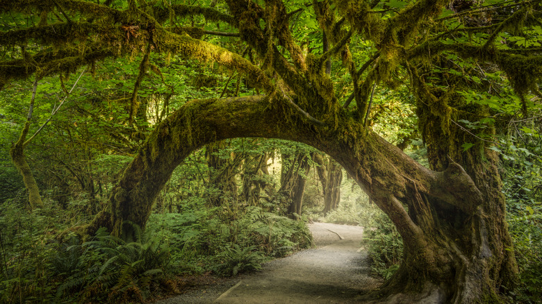 Hoh National Rainforest Natural Archway sur un sentier