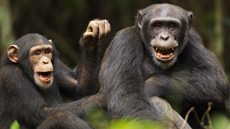 Chimpanzés féminins et mâles juvéniles