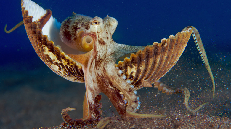 Octopus veineux (pieuvre noix de coco) marche avec de la coquille