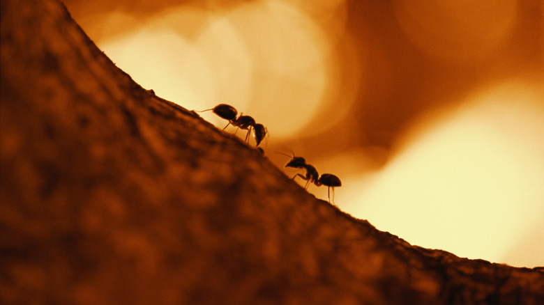 silhouette de deux fourmis sur un journal