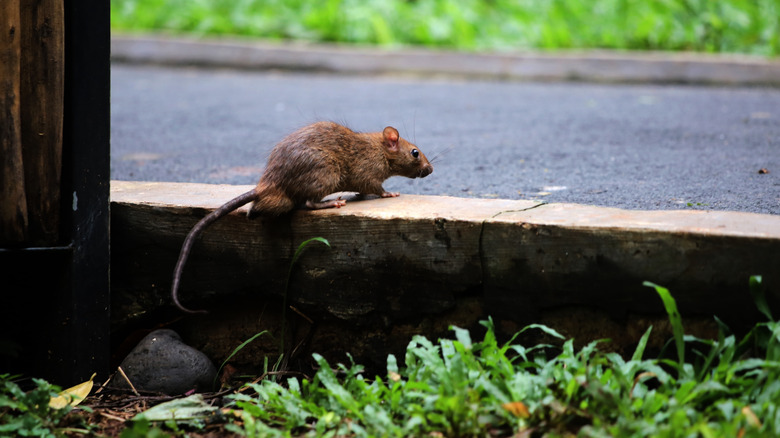 rat brun debout sur la planche en bois