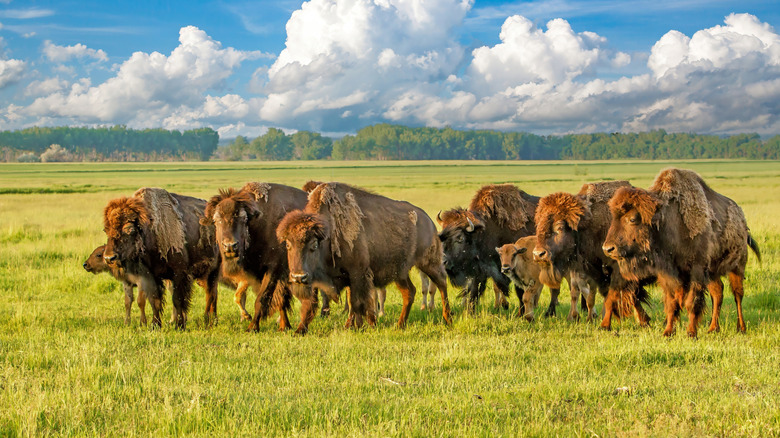 Troupeau de bison dans le Dakota du Nord