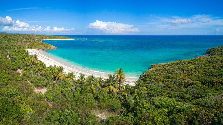 Les palmiers ponctuent la côte des Vieques, Porto Rico