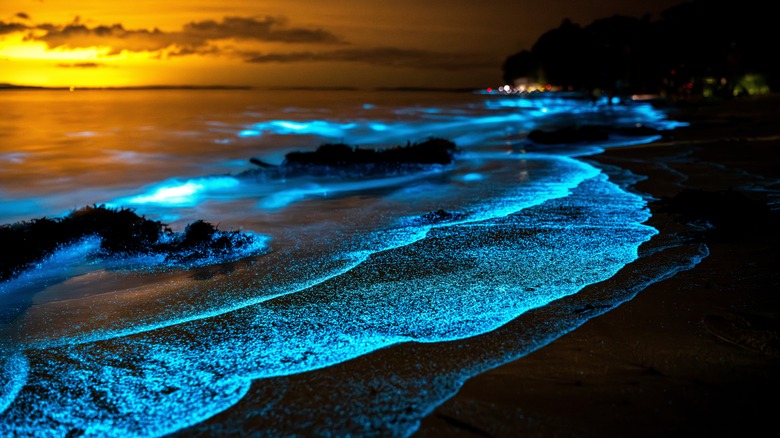 Les vagues bioluminescentes se lavent sur les plages de Vieques, Porto Rico