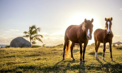 L'île des Caraïbes isolées où les chevaux sauvages errent sur les plages et l'eau brille