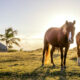 L'île des Caraïbes isolées où les chevaux sauvages errent sur les plages et l'eau brille