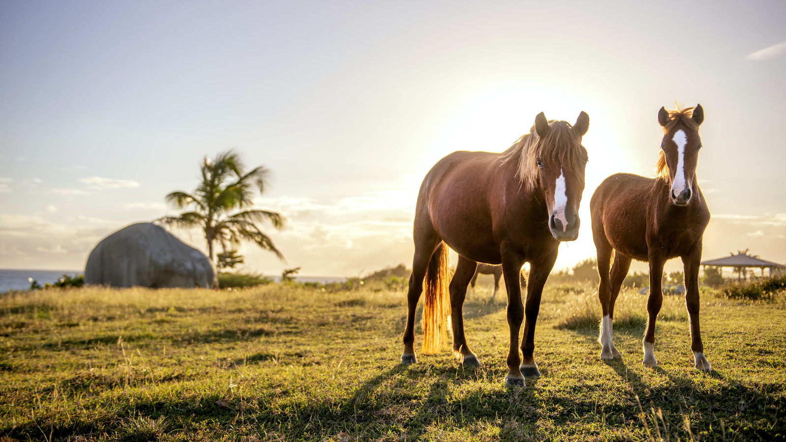 L'île des Caraïbes isolées où les chevaux sauvages errent sur les plages et l'eau brille