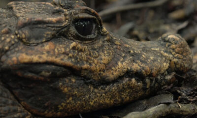 La couleur crocodile si rare que vous ne l'avez probablement jamais vue