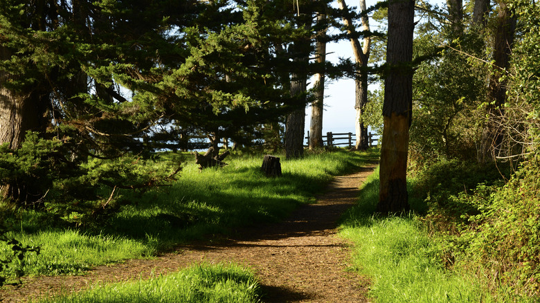 Un chemin à travers le nouveau terrain de camping herbeux de Brighton.