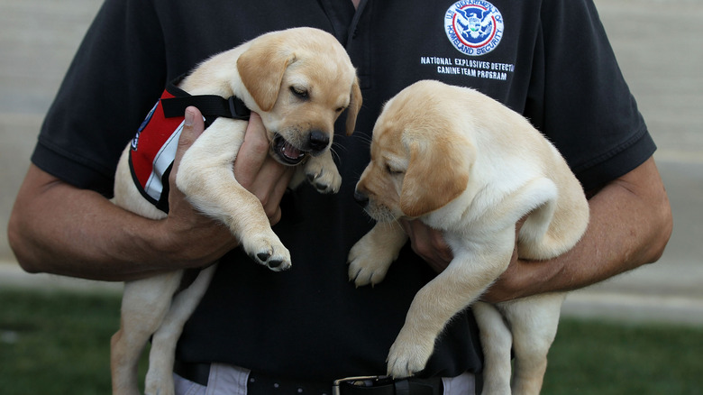 Agent TSA tenant deux chiots de laboratoire