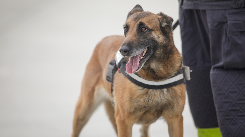 Chien tsa debout par le gestionnaire