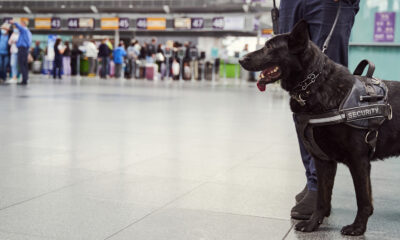 Qu'arrive vraiment aux chiens de la TSA qui échouent une formation?