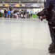 Qu'arrive vraiment aux chiens de la TSA qui échouent une formation?