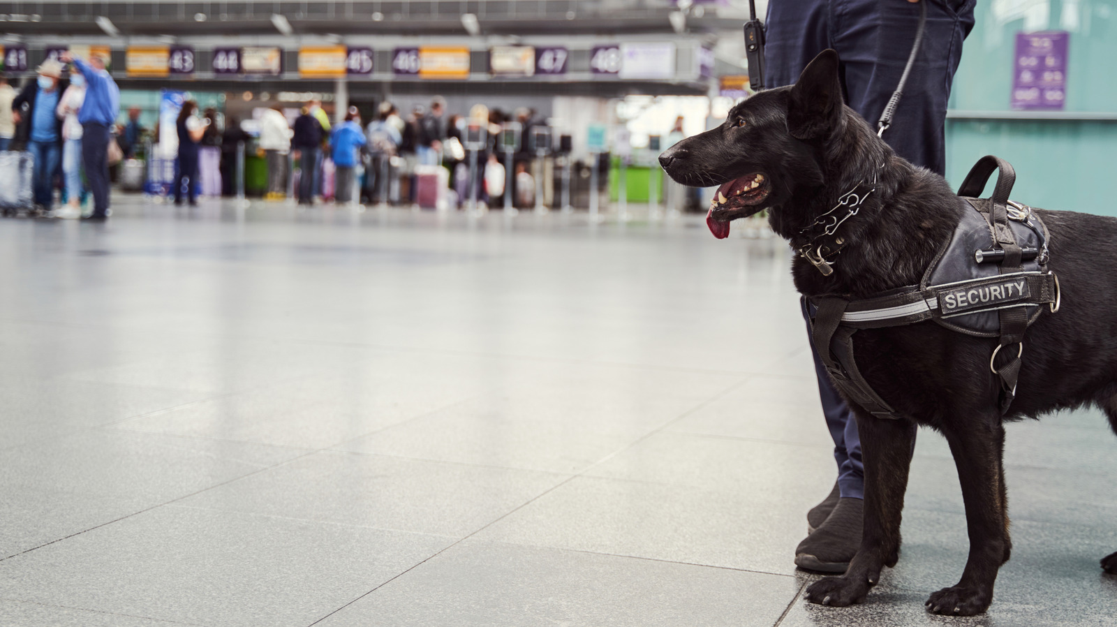 Qu'arrive vraiment aux chiens de la TSA qui échouent une formation?