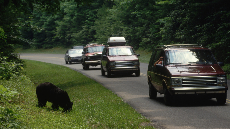 Ours noir sur le côté de la route dans le parc national des montagnes fumées