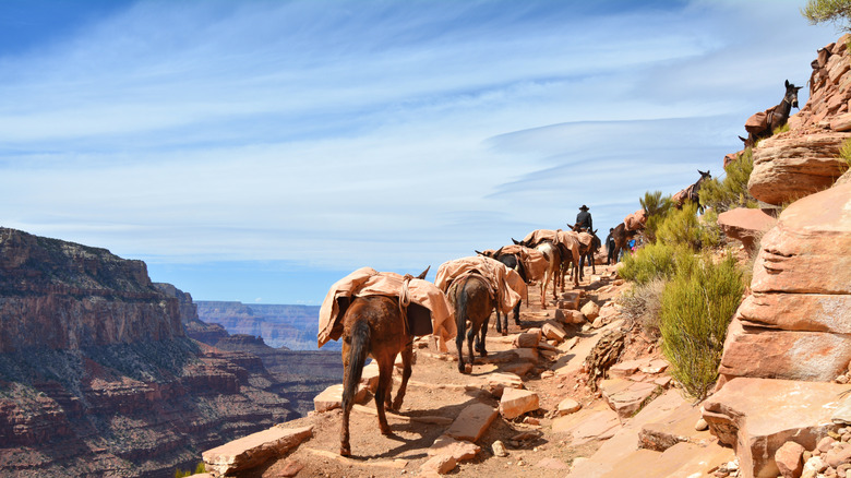 Mules transportant des gens et fournit un sentier dans le Grand Canyon