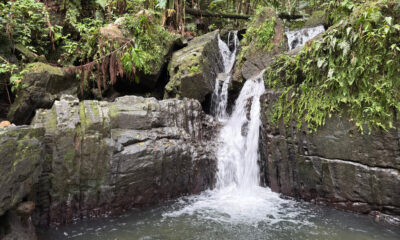 La seule forêt tropicale tropicale dans le système national forestier américain a des sentiers, des cascades et de la biodiversité luxuriantes